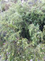 Juniperus navicularis