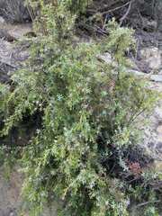Juniperus navicularis