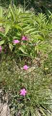 Dianthus armeria
