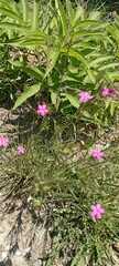 Dianthus armeria