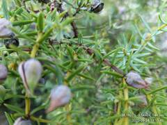 Juniperus navicularis