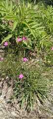 Dianthus armeria