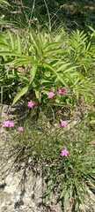 Dianthus armeria