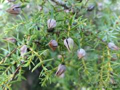 Juniperus navicularis
