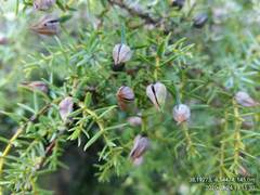 Juniperus navicularis