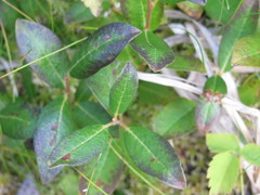 Salix myrtillifolia