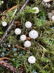 Marasmius wettsteinii