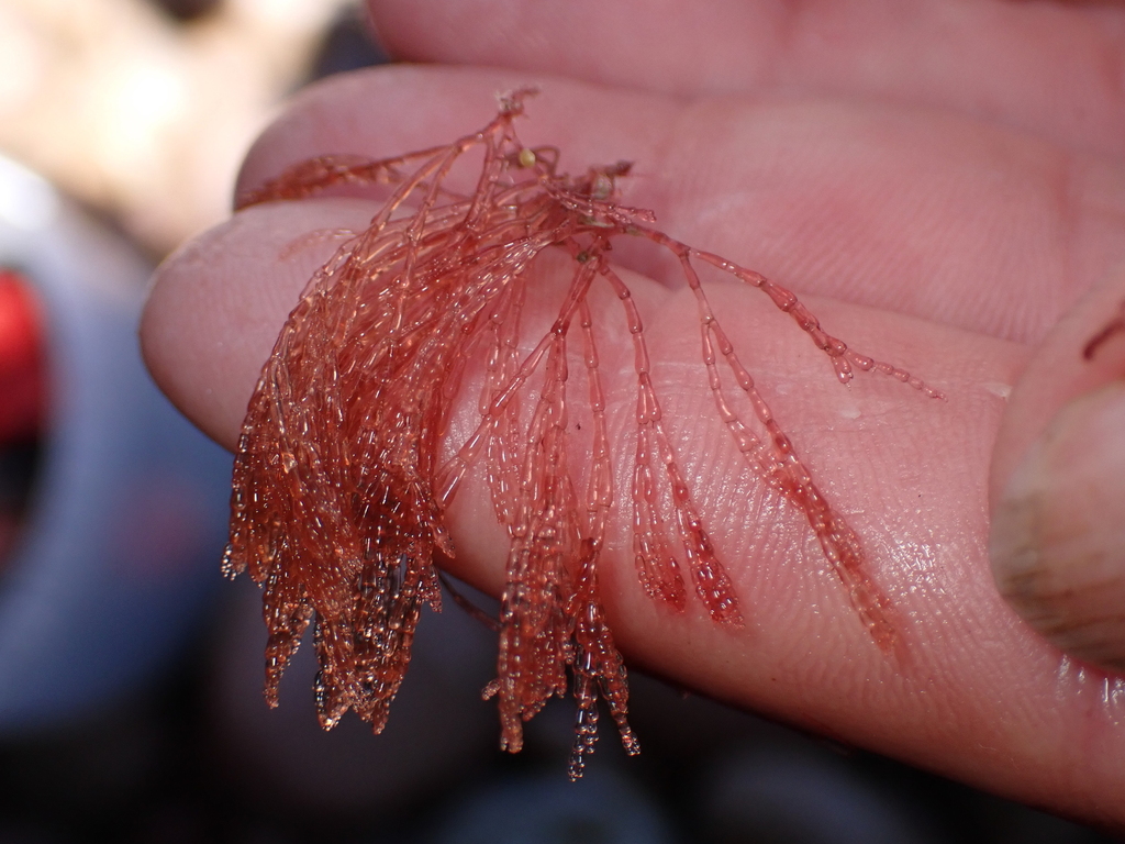 Griffithsieae