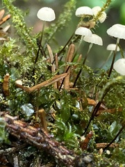 Marasmius wettsteinii
