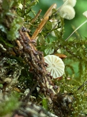 Marasmius wettsteinii