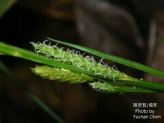 Carex sociata