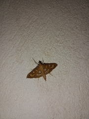 Prenesta fenestrinalis