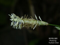 Carex sociata