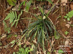 Carex sociata