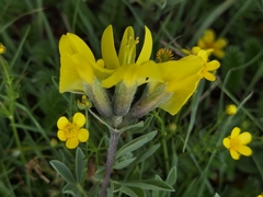 Thermopsis lanceolata