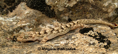 Mediodactylus aspratilis