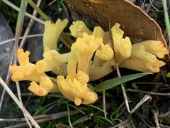 Ramaria lorithamnus