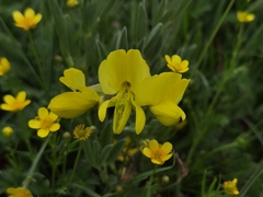 Thermopsis lanceolata