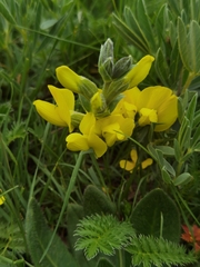 Thermopsis lanceolata