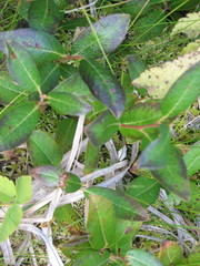 Salix myrtillifolia