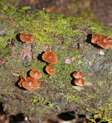 Kuehneromyces brunneoalbescens