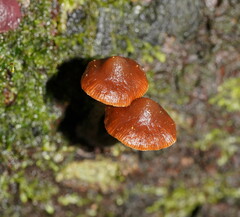 Kuehneromyces brunneoalbescens
