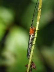 Oberea rubetra