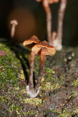 Kuehneromyces brunneoalbescens
