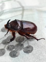 Oryctes nasicornis