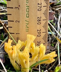 Ramaria lorithamnus