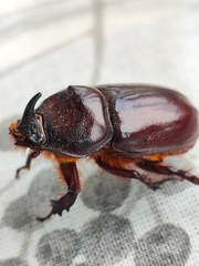 Oryctes nasicornis