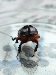 Oryctes nasicornis
