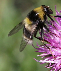Sericomyia