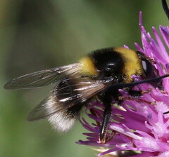 Sericomyia