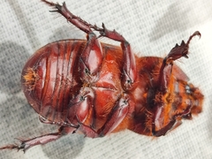 Oryctes nasicornis