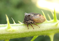Centrotus