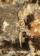 Mediodactylus aspratilis