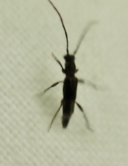 Nathrius brevipennis