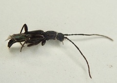 Nathrius brevipennis