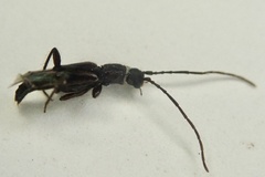 Nathrius brevipennis