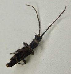 Nathrius brevipennis