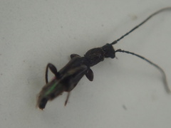Nathrius brevipennis