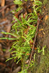 Notogrammitis billardierei