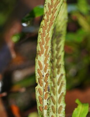 Notogrammitis billardierei