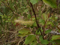 Salix pyrifolia