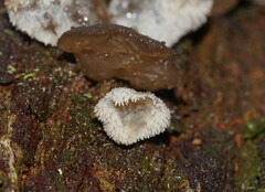 Pseudohydnum tasmanicum