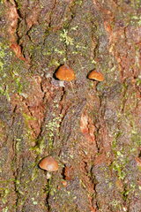 Kuehneromyces brunneoalbescens