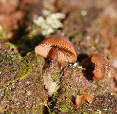 Kuehneromyces brunneoalbescens