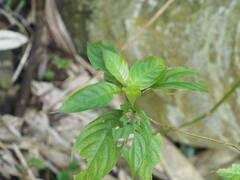 Mussaenda parviflora