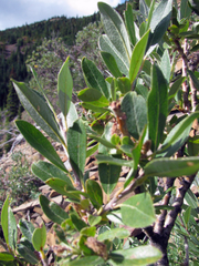 Salix glauca
